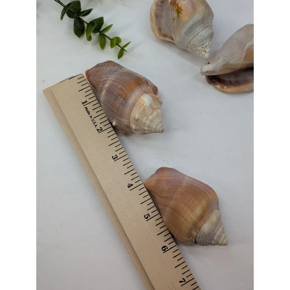MAUVE LOT 4!🏖️Banded Tulip Sea Shells Beach Coastal Natural Decor 3